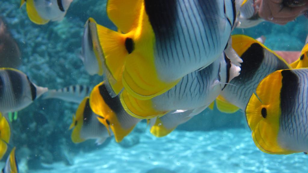 Pension Hibiscus Tahaa Uturoa Exteriör bild