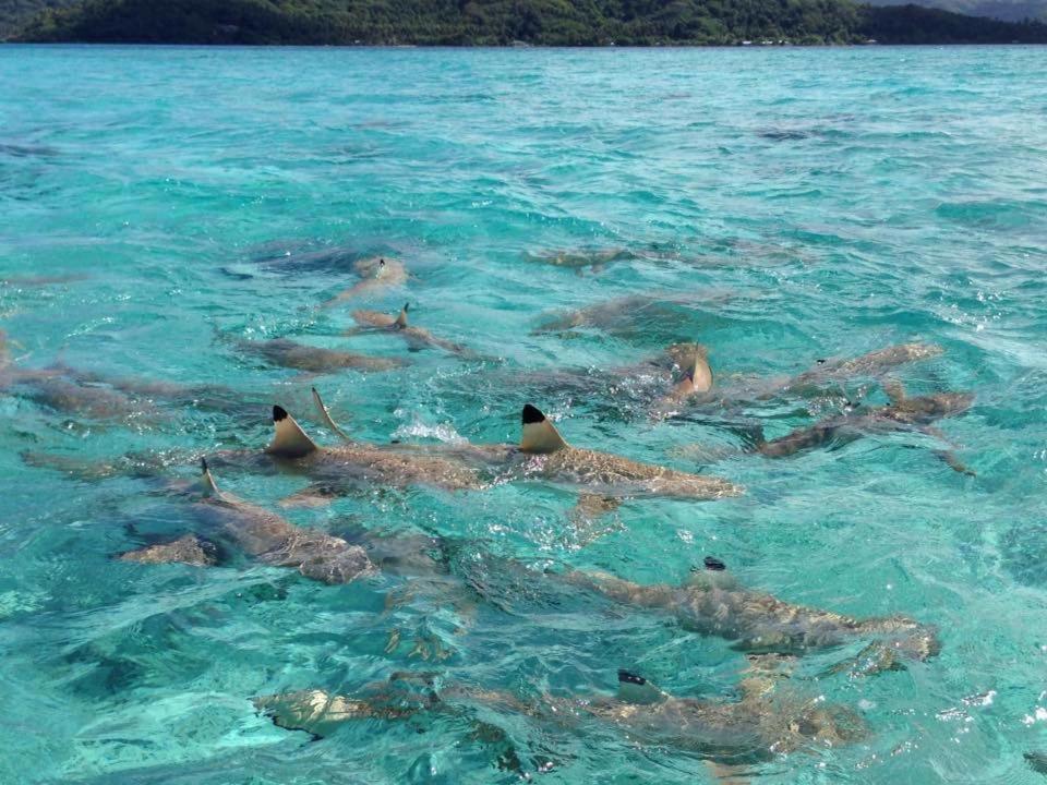 Pension Hibiscus Tahaa Uturoa Exteriör bild